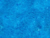 Лайнер Cefil мрамор синий Nesy 2.05x25.2 м (51.66 м.кв) №2